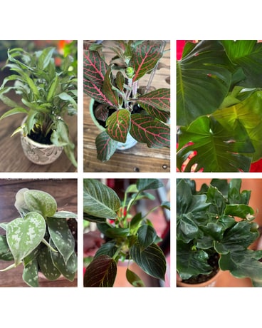 Fantastic Foliage Plant Plant