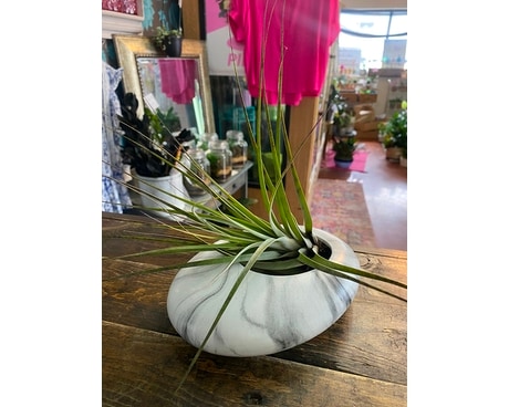 Air fern planter Flower Arrangement