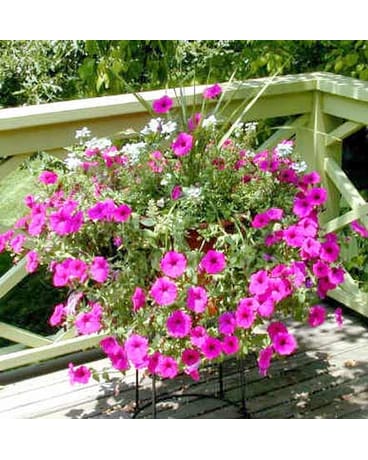 MIXED OUTDOOR PATIO PLANTS